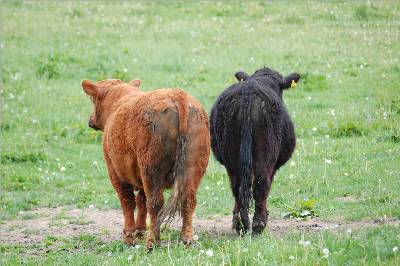 von hinten betrachtet